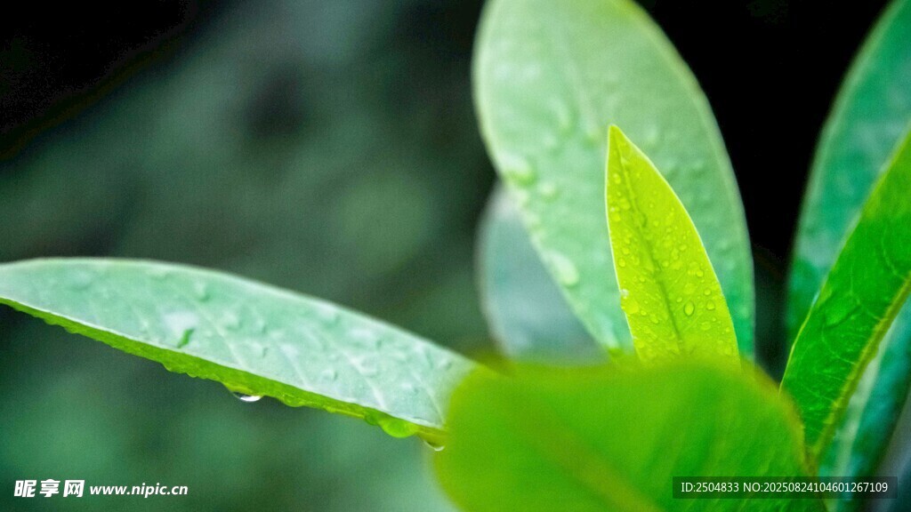 嫩绿叶片上的晶莹水珠