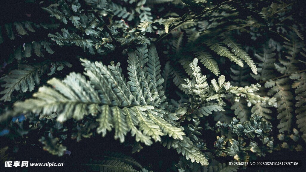 蕨类植物的独特叶片景观