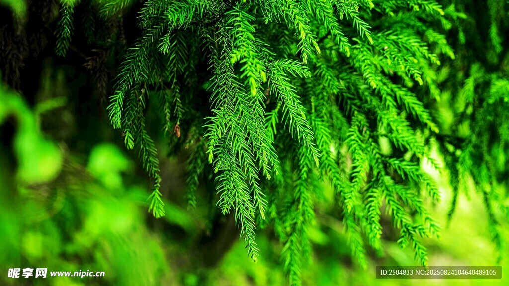 翠绿蕨类植物特写