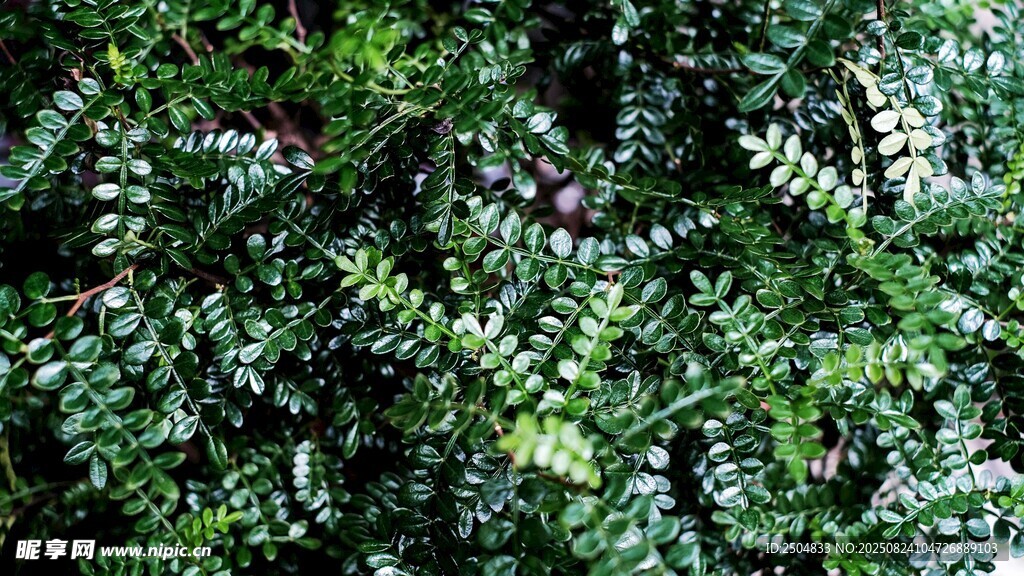 翠绿茂盛的针叶植物景观