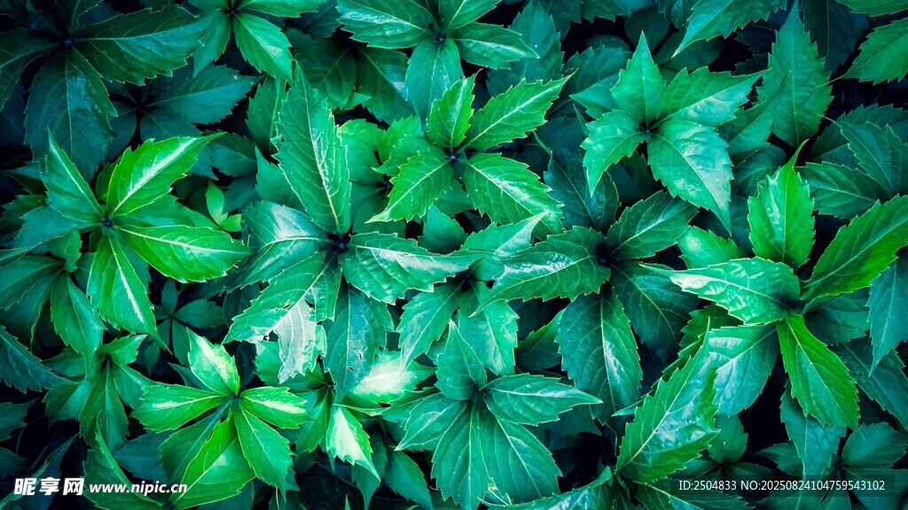 翠绿繁茂的植物叶片