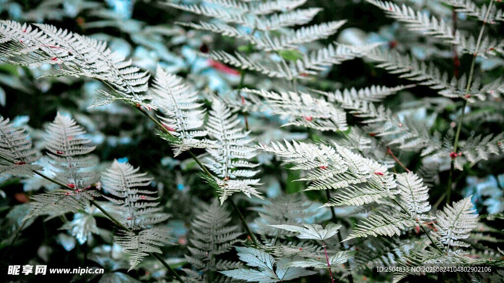 翠绿蕨类植物叶片特写