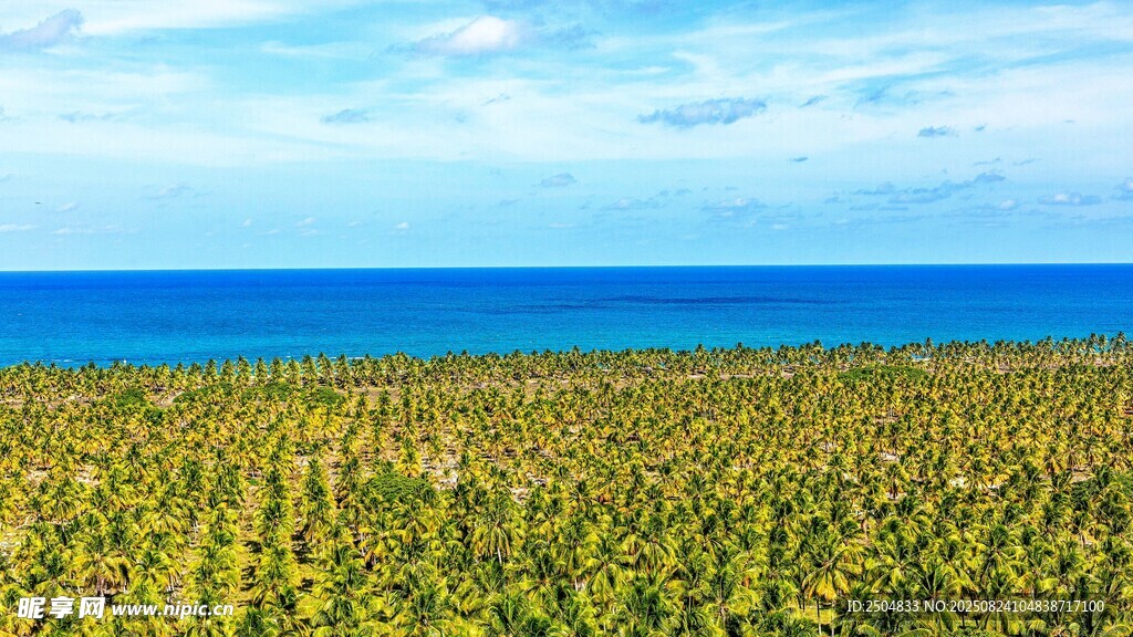 海边椰林风光