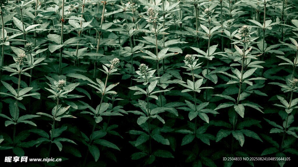 茂密绿植景观