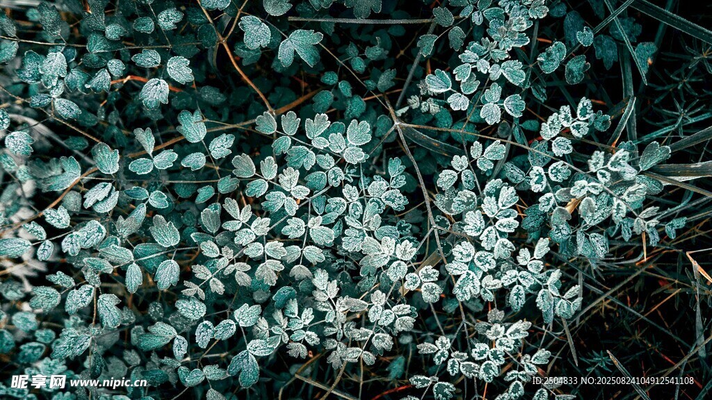 翠绿细碎植物叶片特写