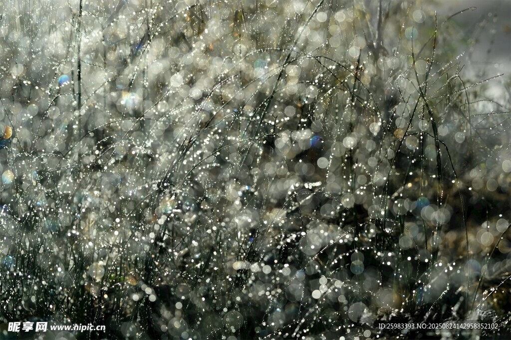 雨中草丛