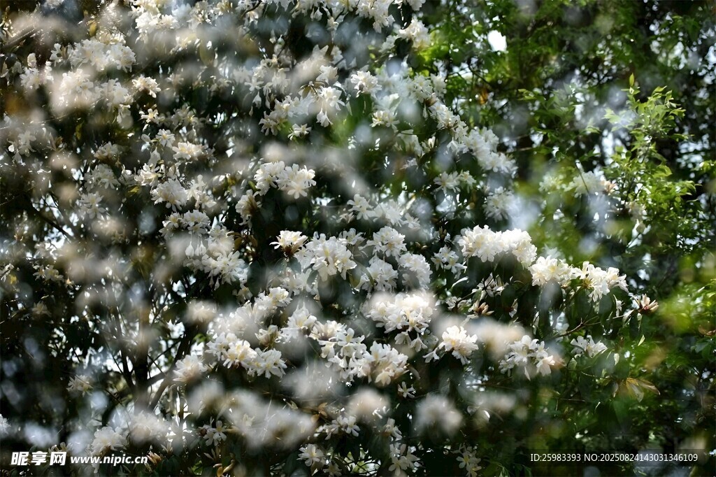 繁花满树