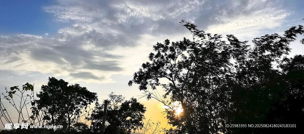 夕阳下的树林