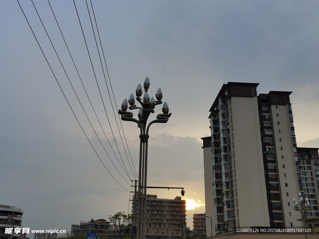 城市黄昏中的独特树形建筑