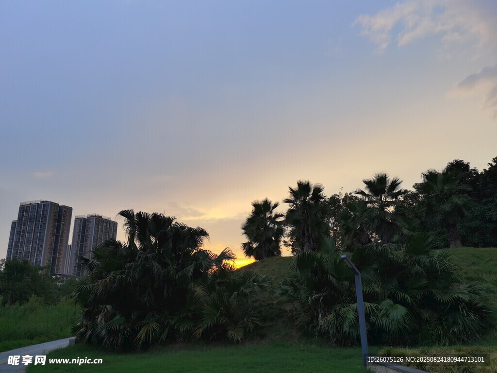 夕阳下的城市绿植落日美景