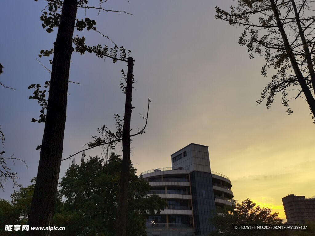 夕阳下的城市树木景观