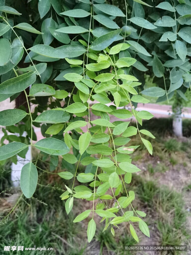 绿叶繁茂的植物景象