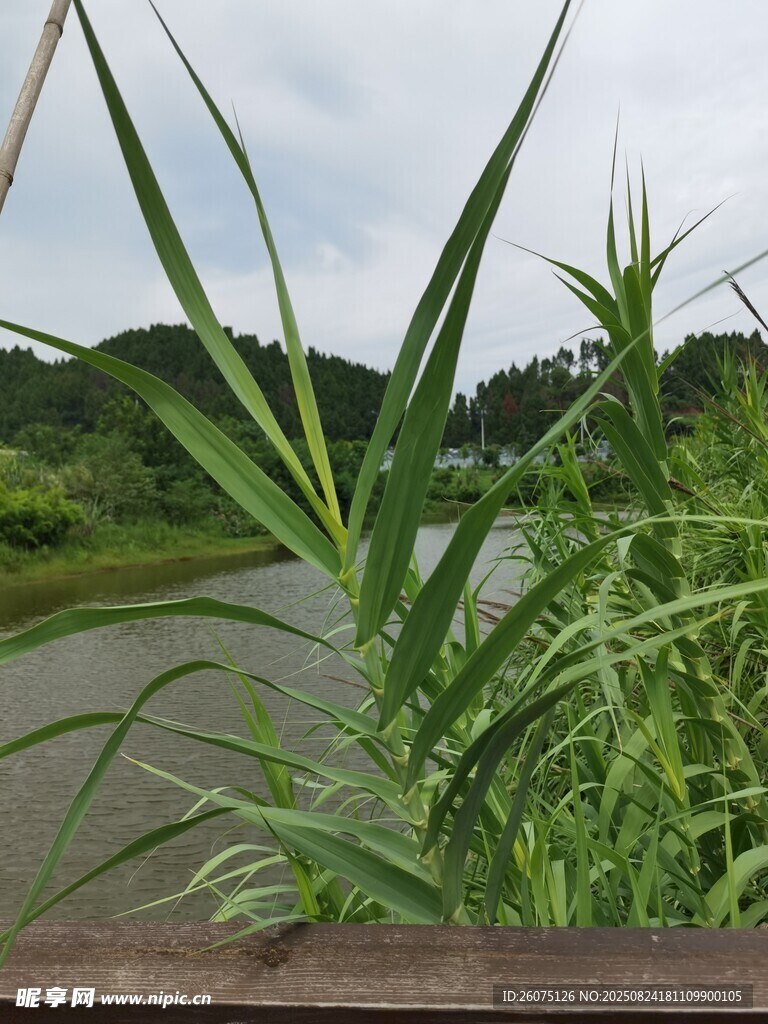 河畔绿植风景