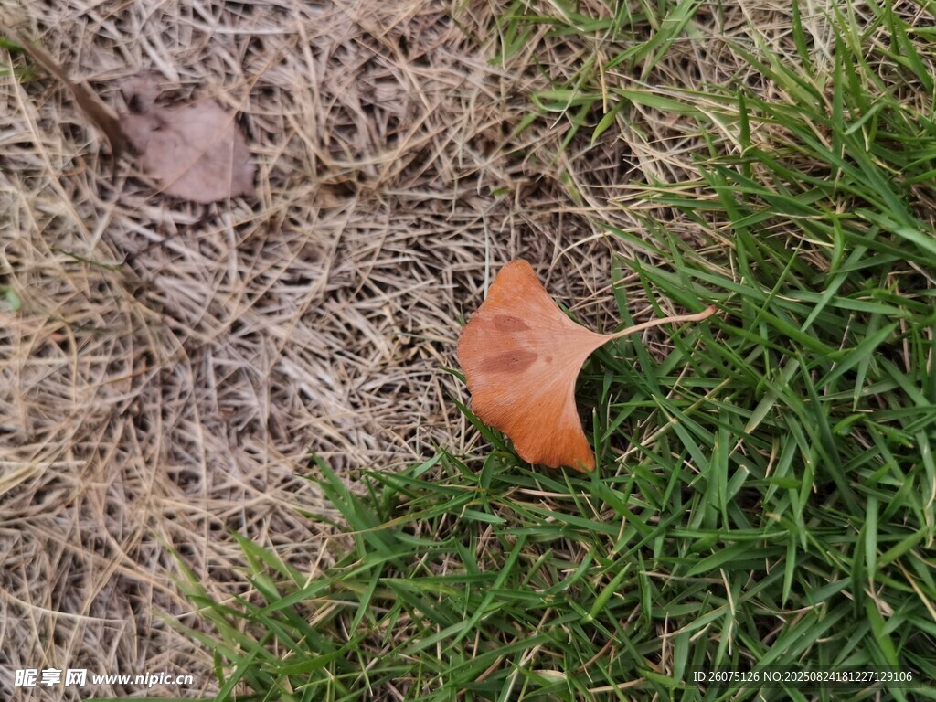 翠绿草地上的枯叶与枯草