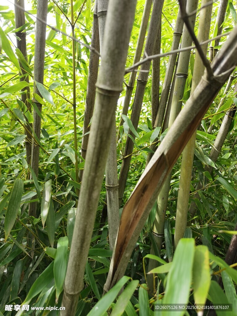 茂密竹林中的挺拔竹竿
