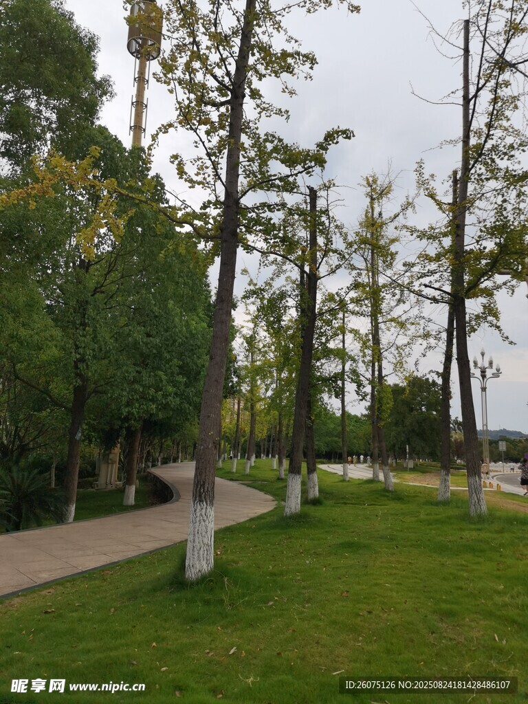 公园草地旁的树木景致