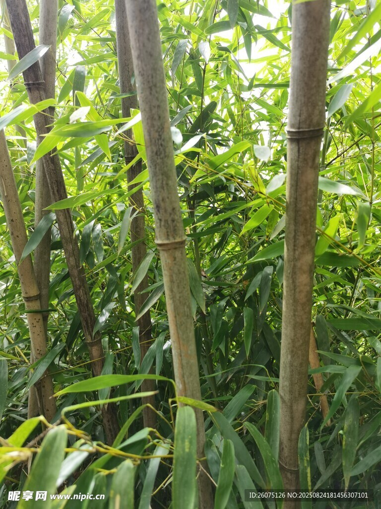 竹林中的挺拔竹子