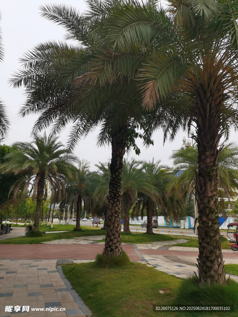 城市中的棕榈树景观