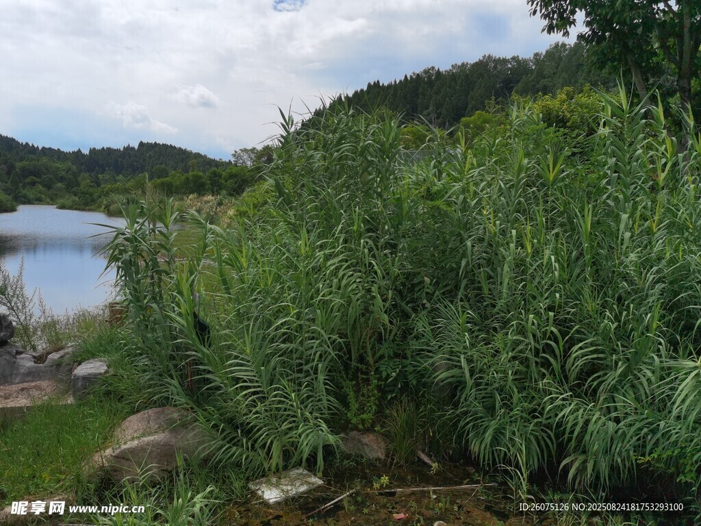 湖畔葱郁绿植风景