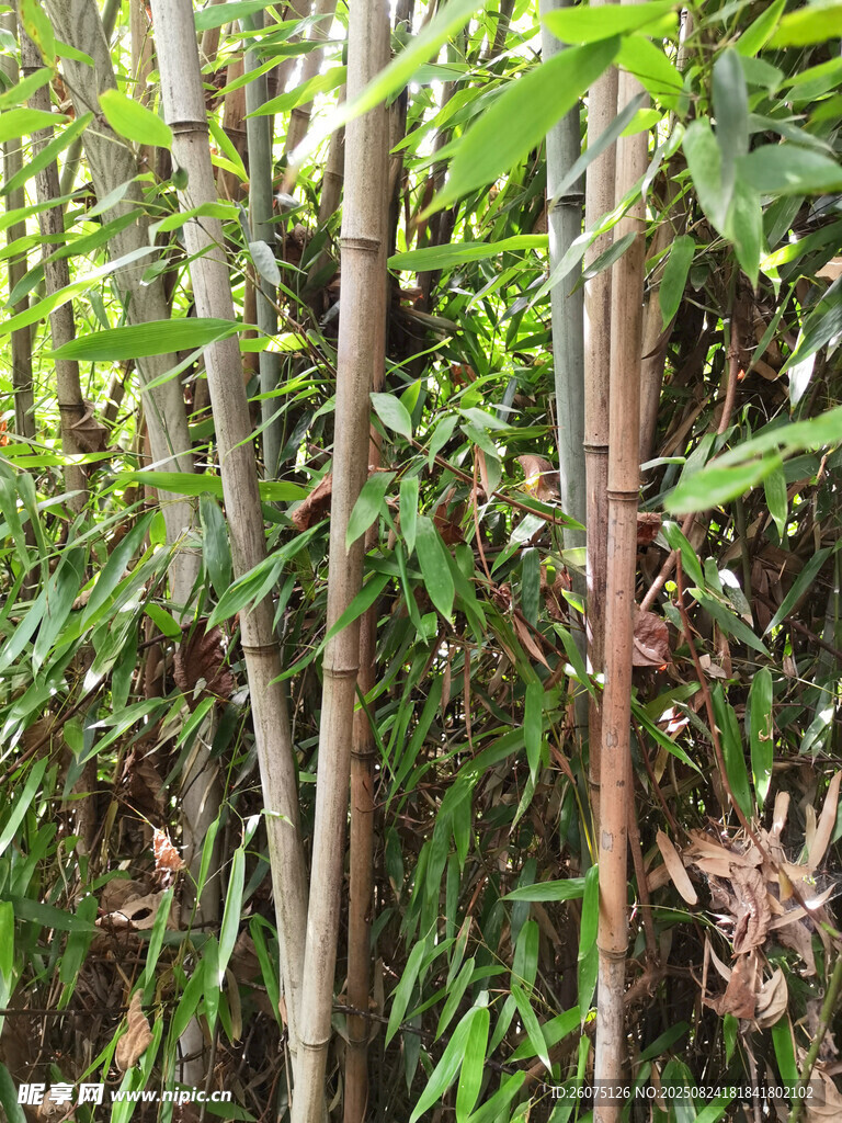 竹林中的翠绿竹子与枝叶