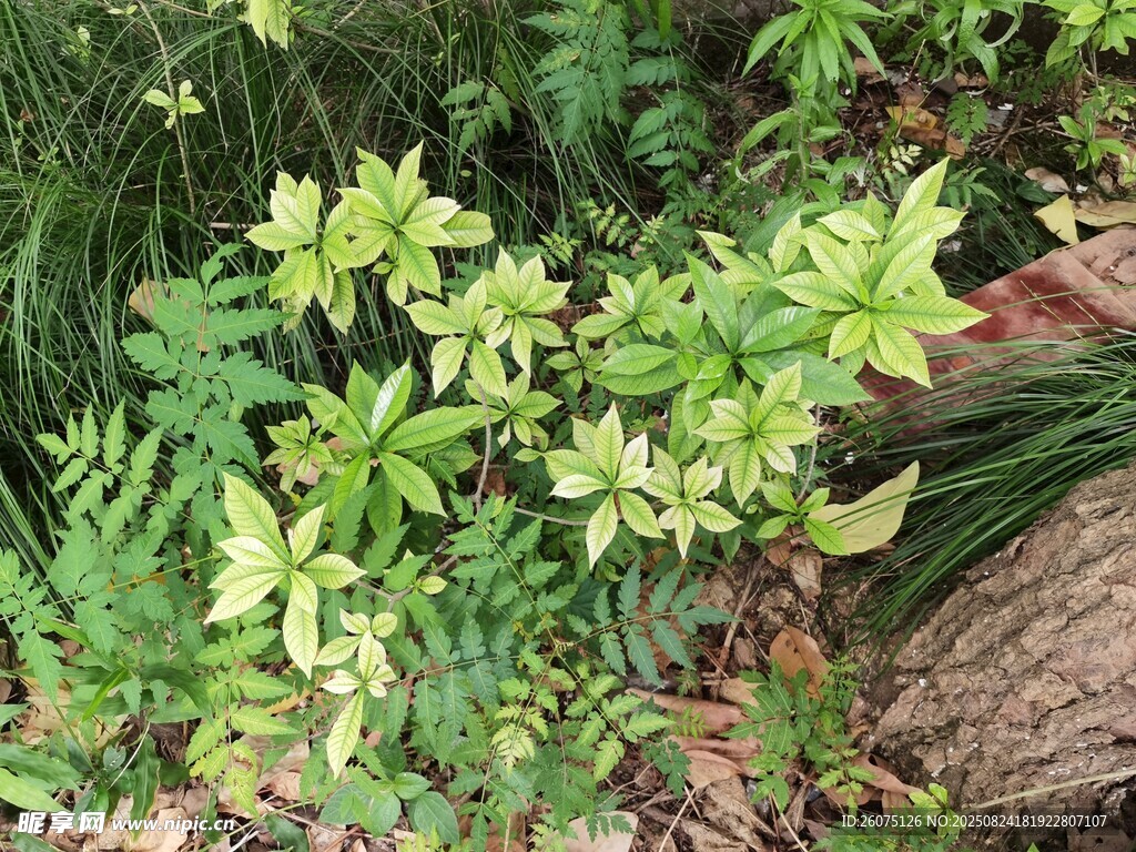 绿叶繁茂的清新植物景象