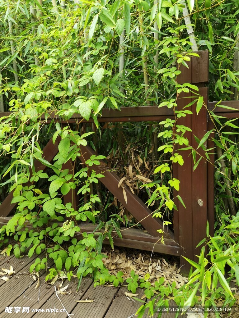 藤蔓缠绕的古朴木质围栏