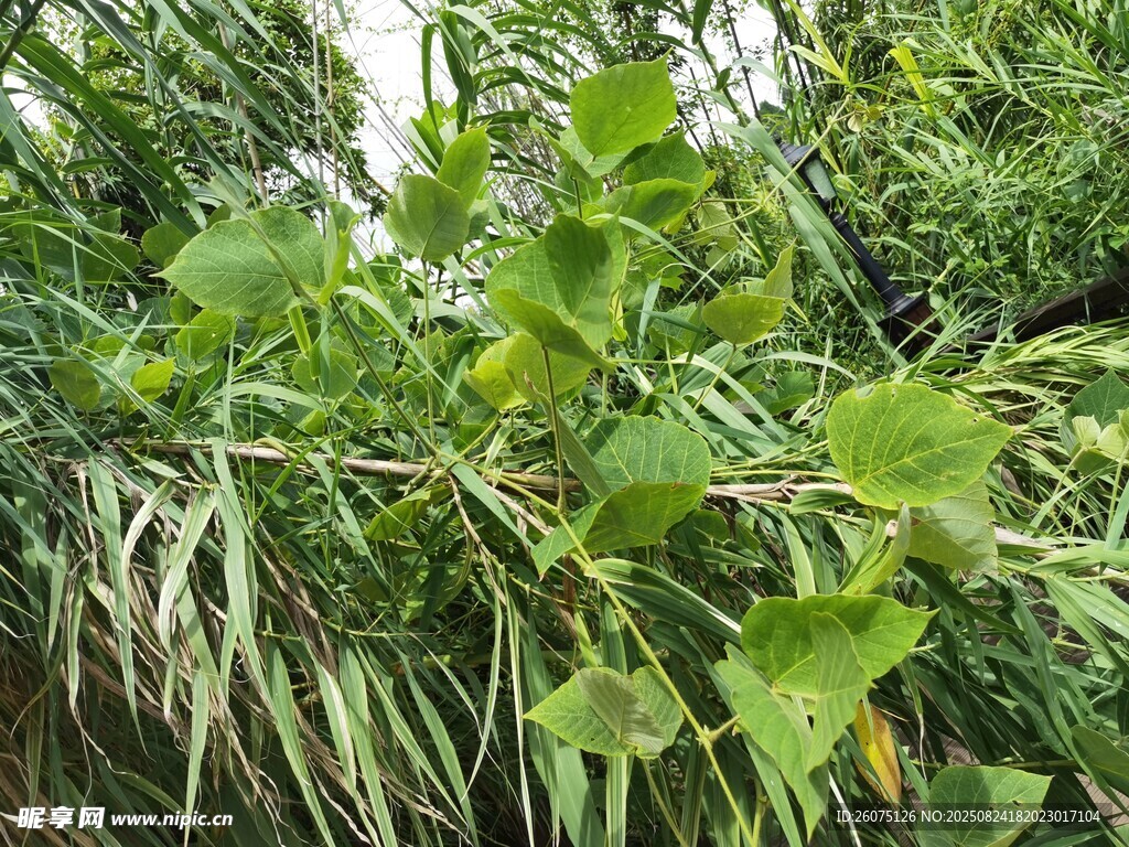 繁茂绿植景观
