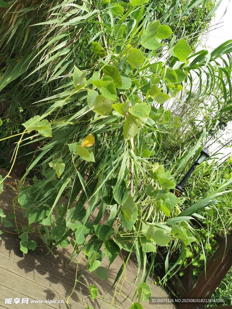 室内绿植景观