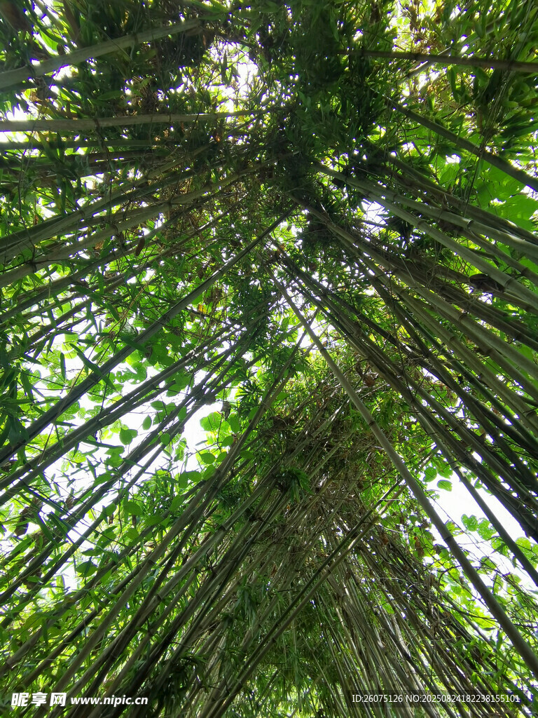 仰拍竹林深处的绿意盎然