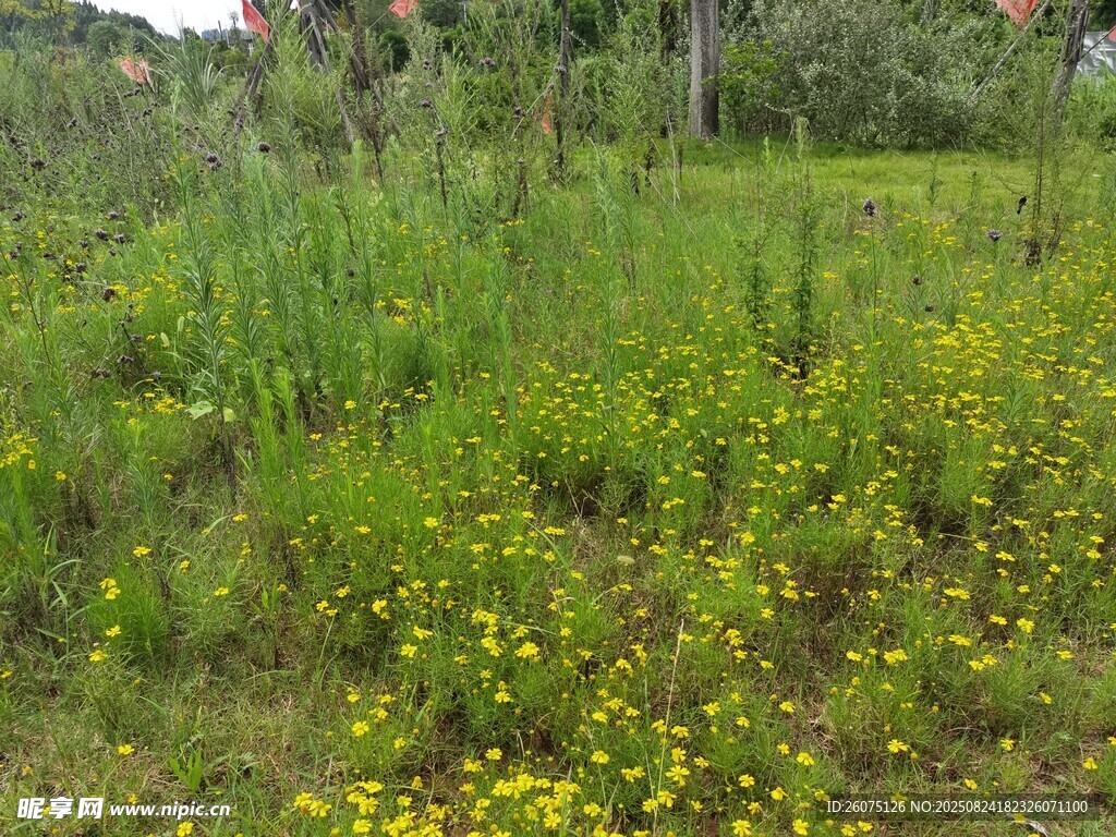 野外草地中的黄色小花