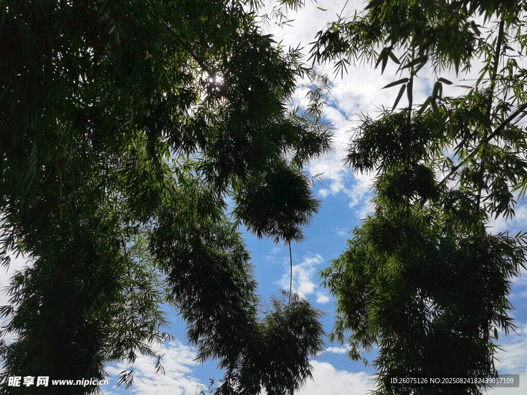 仰视茂密竹林间的蓝天