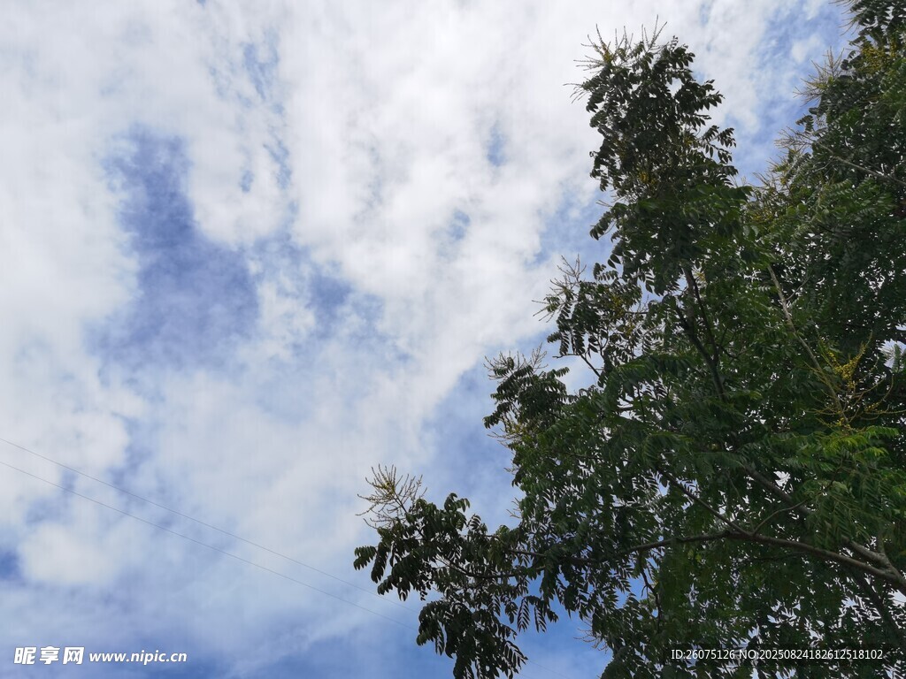 蓝天绿树间的清新景致