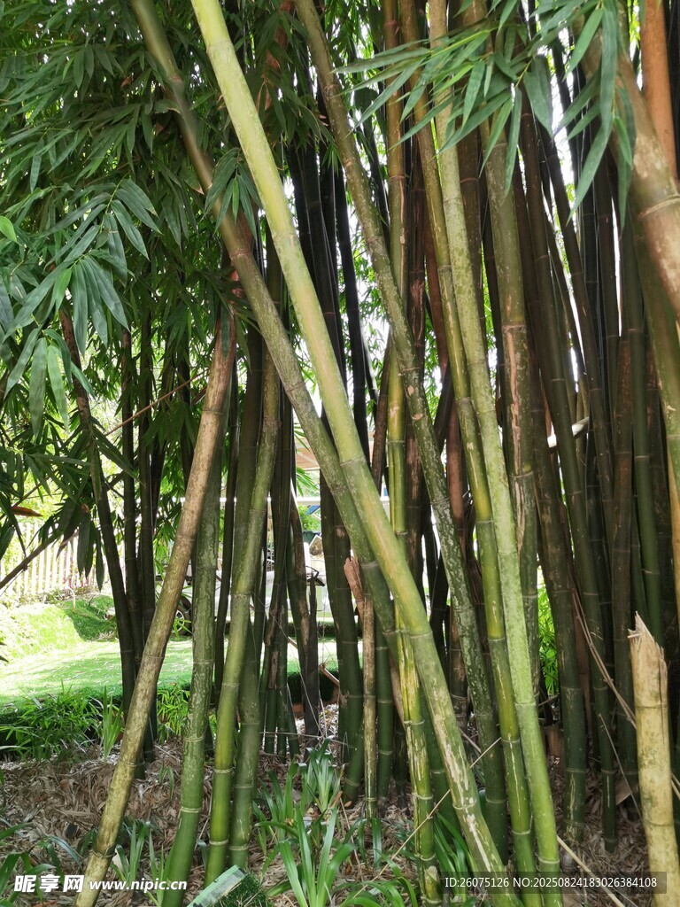 竹林中的翠绿竹子景观