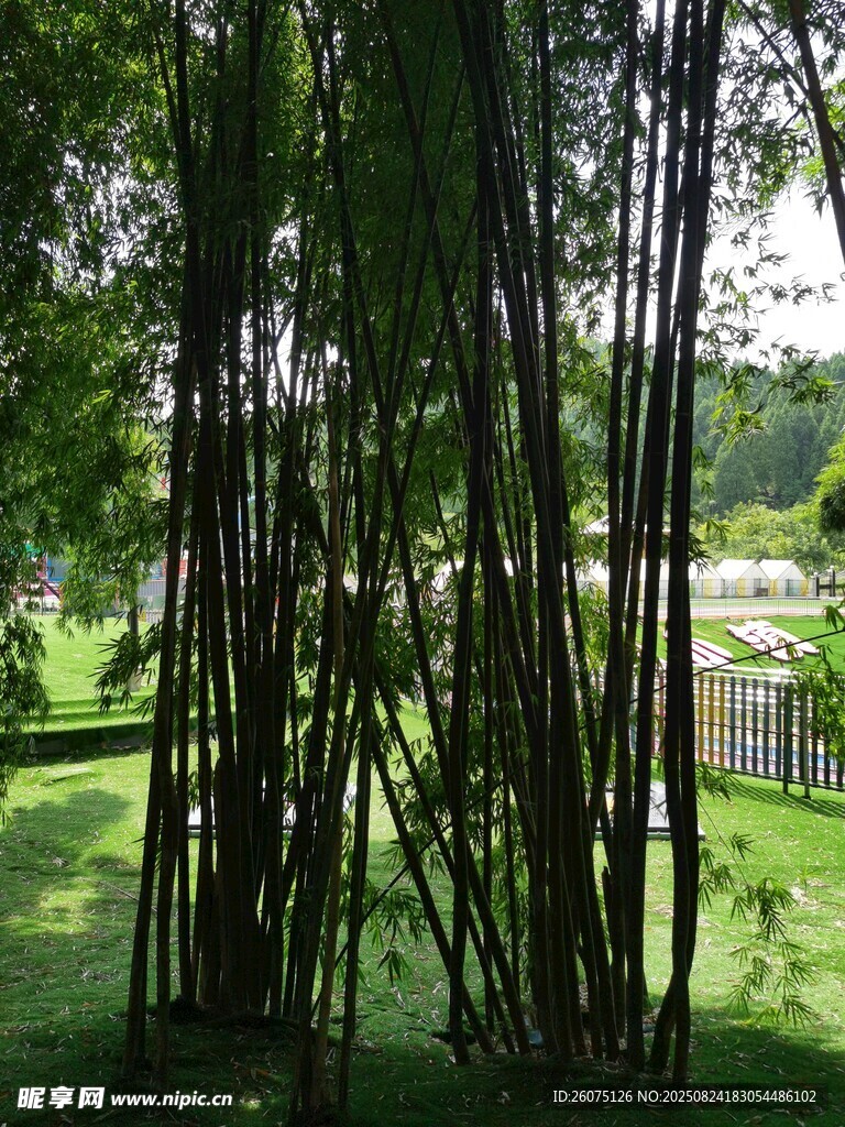 竹林下的绿意景致