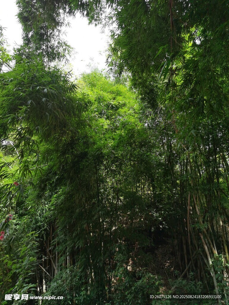 茂密翠绿的竹林景观