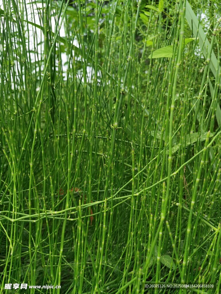 茂密竹节草丛景观