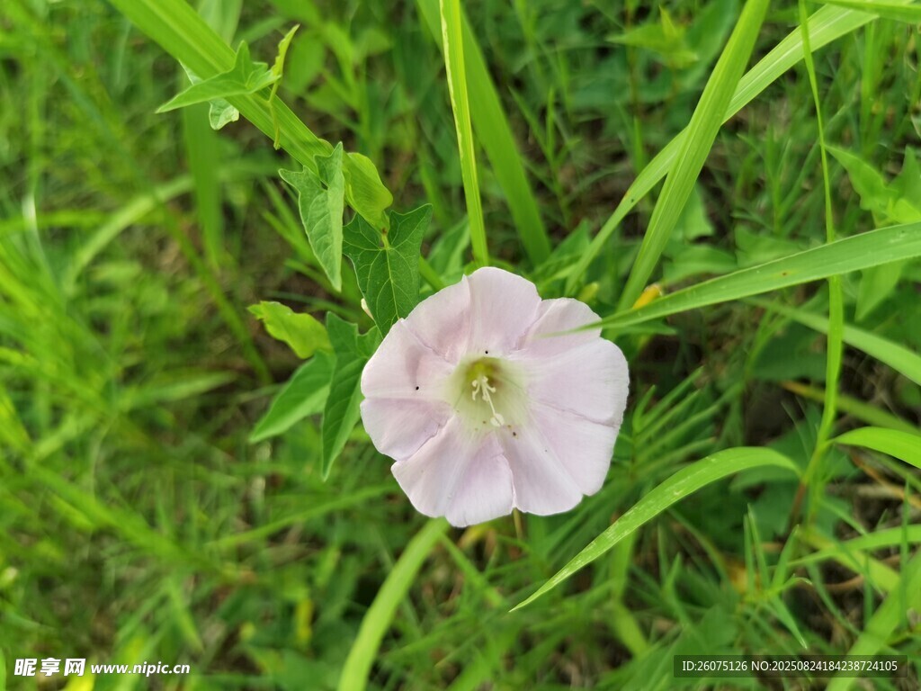 草丛中的粉色单朵小花