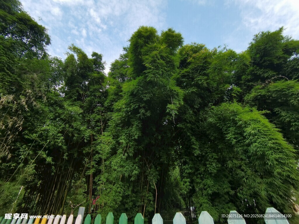 翠绿竹林与彩色围栏景观