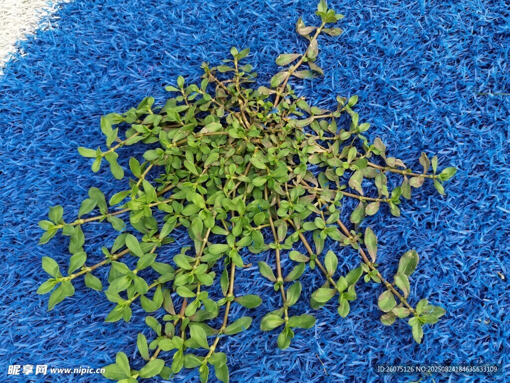 蓝色背景上的嫩绿植物