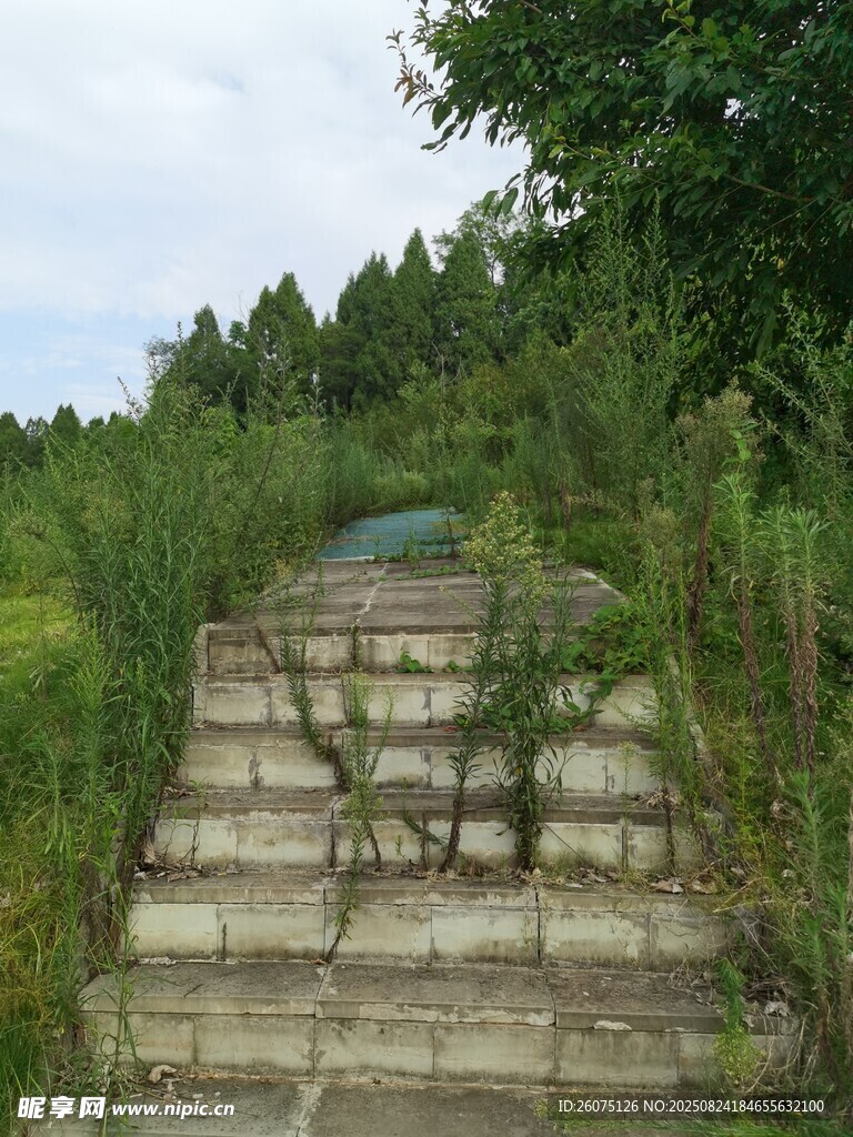 荒废石阶野草肆意生长