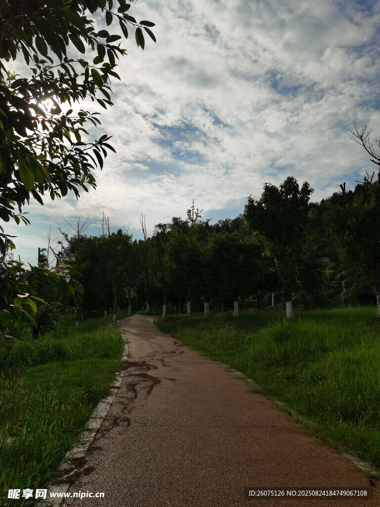 林间小径清新自然风景