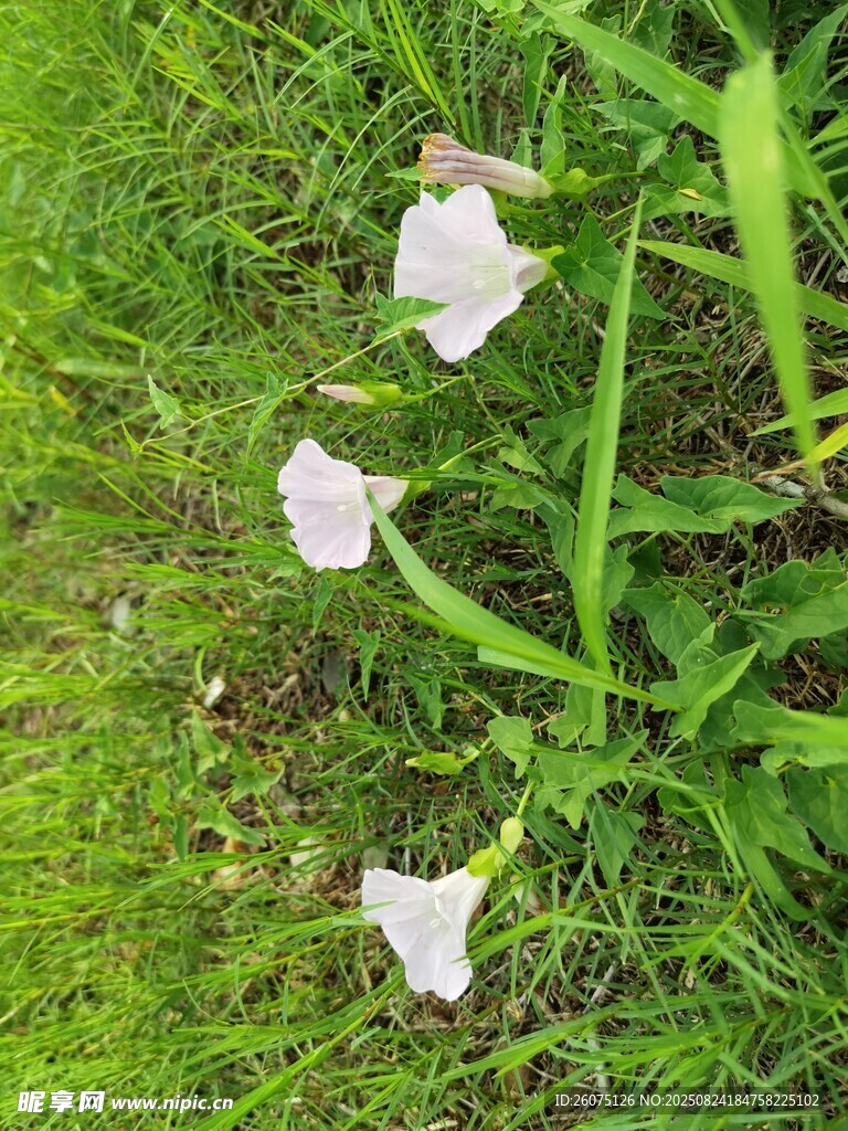 草地上的白色美丽花朵