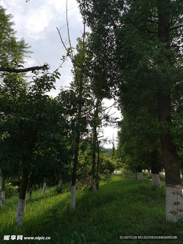 林间绿意盎然的静谧小道