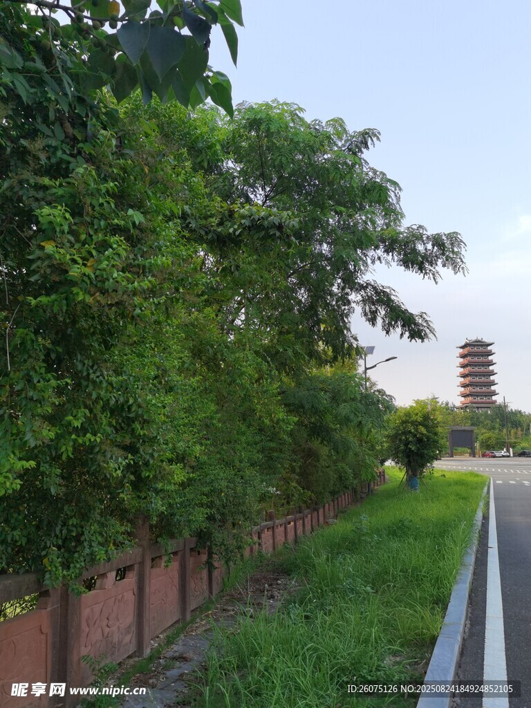 路边绿树成荫的景致