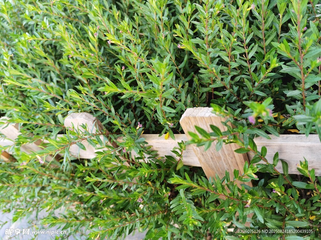 绿植环绕的木质围栏