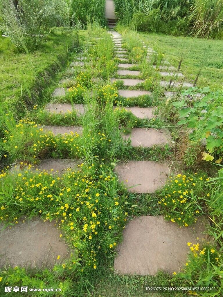 石板小径穿行于绿植间