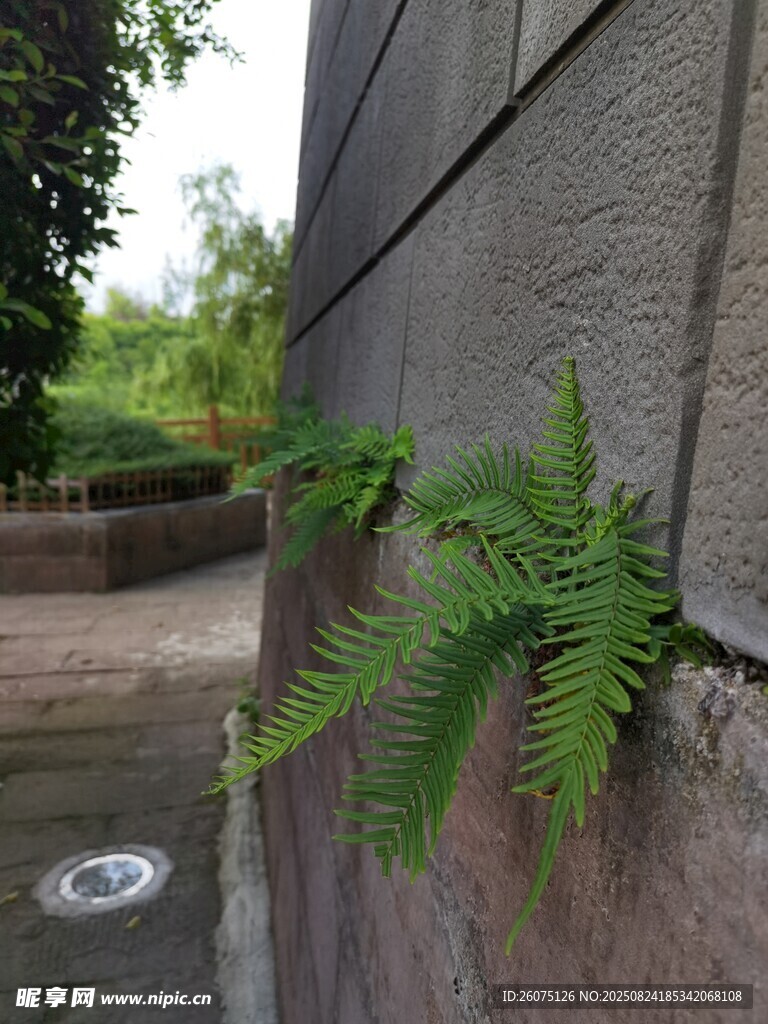 墙角生长的翠绿蕨类植物