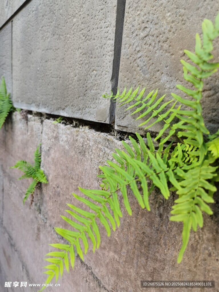 石缝中生长的翠绿蕨类植物特写