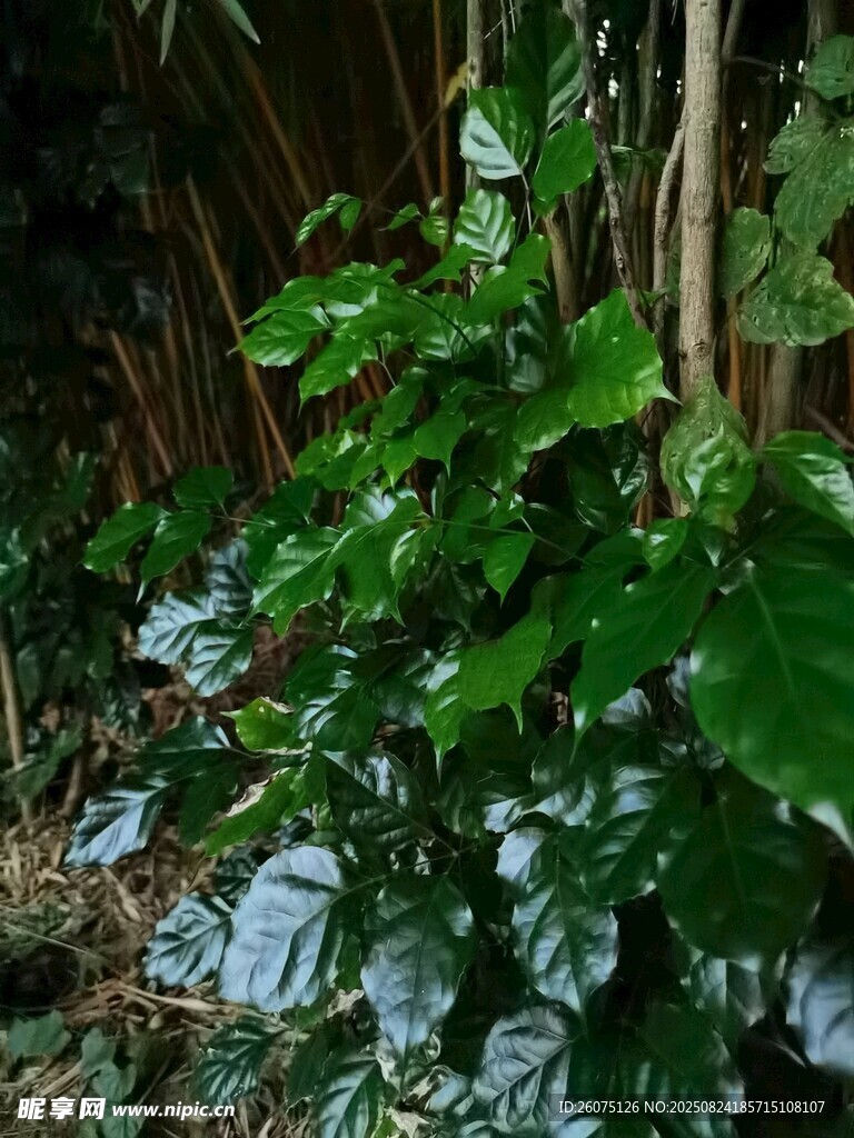 繁茂绿植展现自然生机