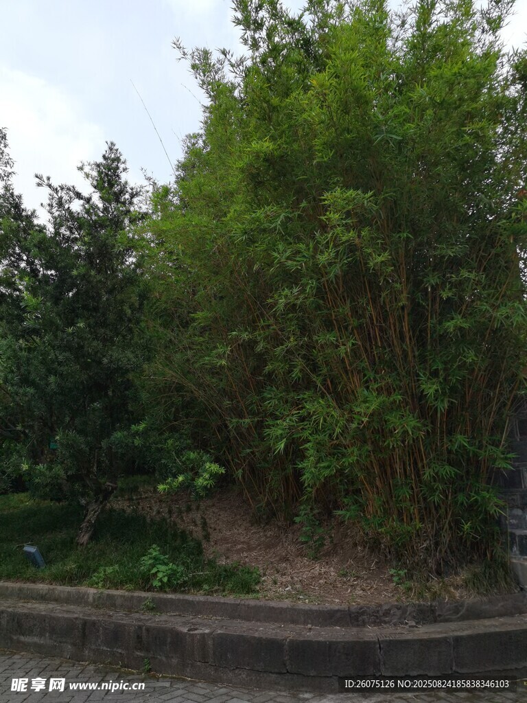 户外翠绿竹林景观